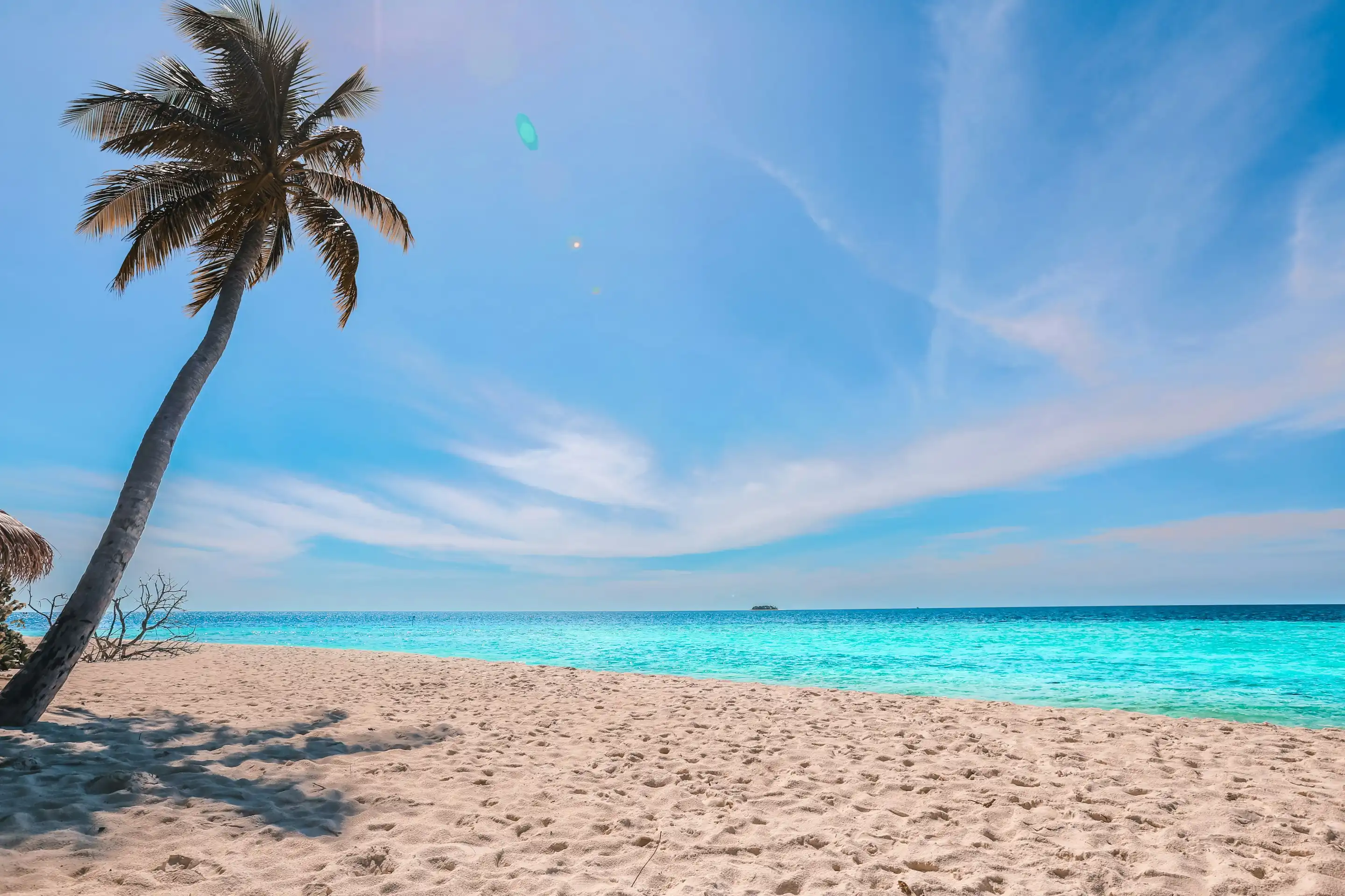 Palm tree on a white sand beach