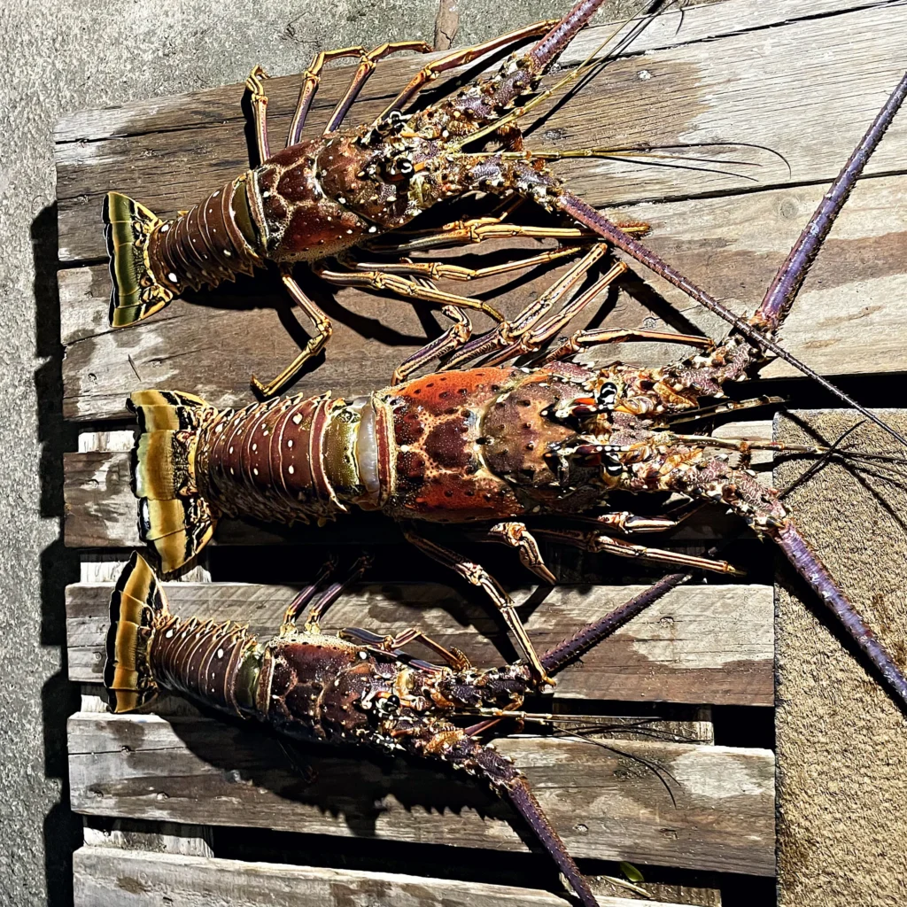 fresh-caribbean-spiny-lobster-catch